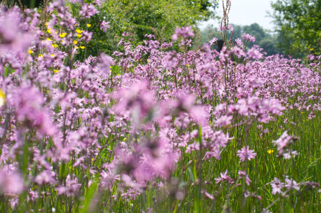 Koekoeksbloem