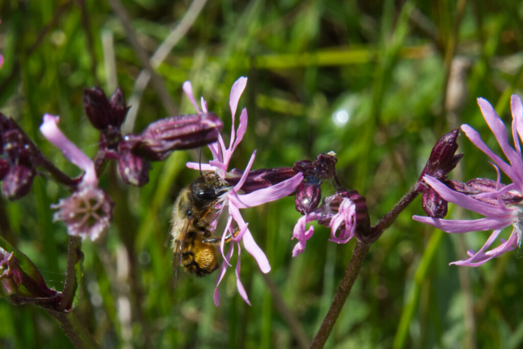 Blomen en insecten, Roze Metselbij op Koekoeksbloem