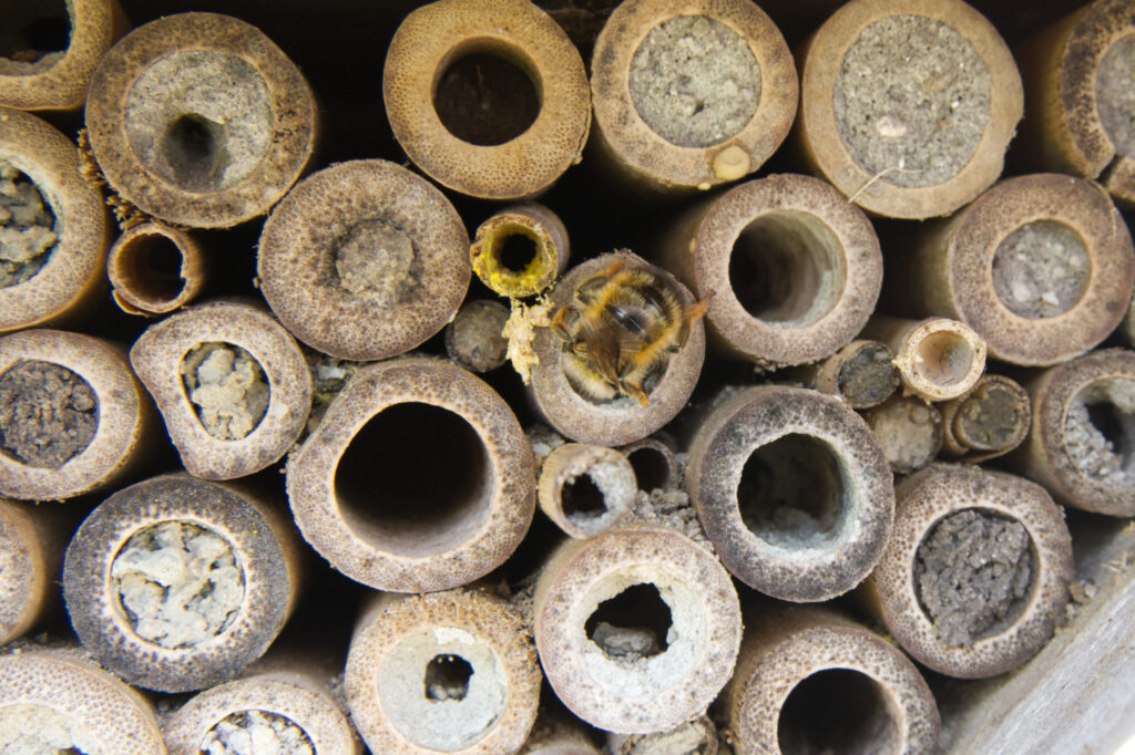 Roze metselbij (Osmia bicornis) aan het metselen