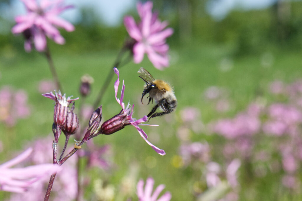 Blomen en insecten, Akkerhommel bij Koekoeksbloem