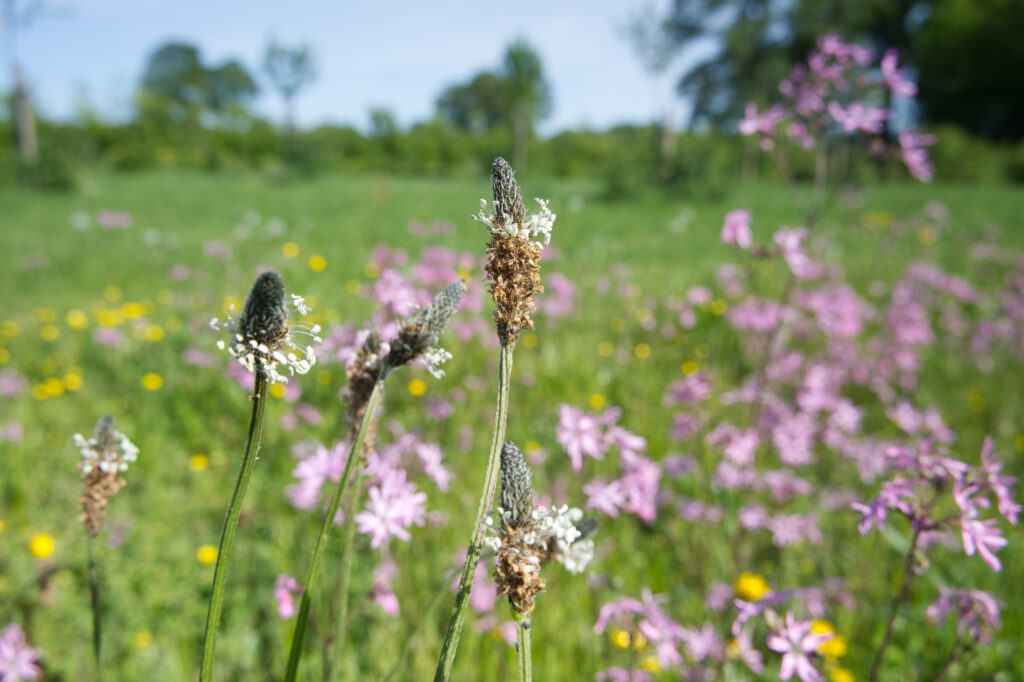 Weegbree bloem met Koeksbloem en Boterbloem op de achtergrond