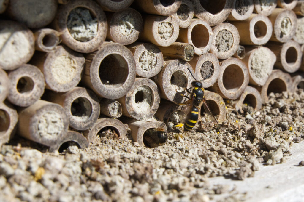 Muurwesp (Ancistrocerus spec.)