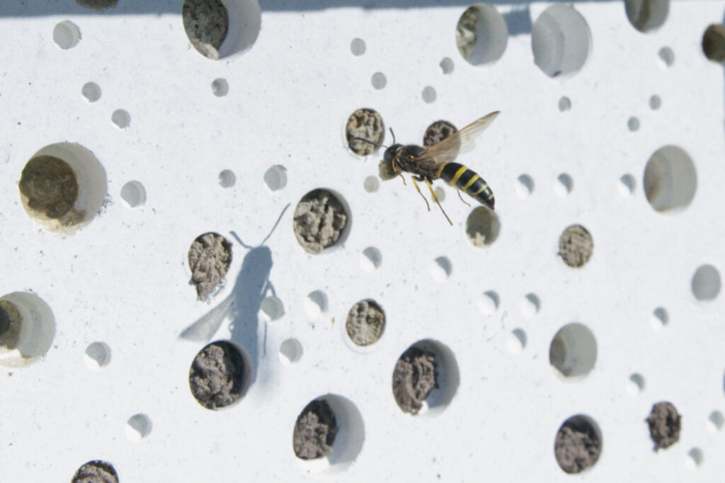 Muurwesp (Ancistrocerus spec.)