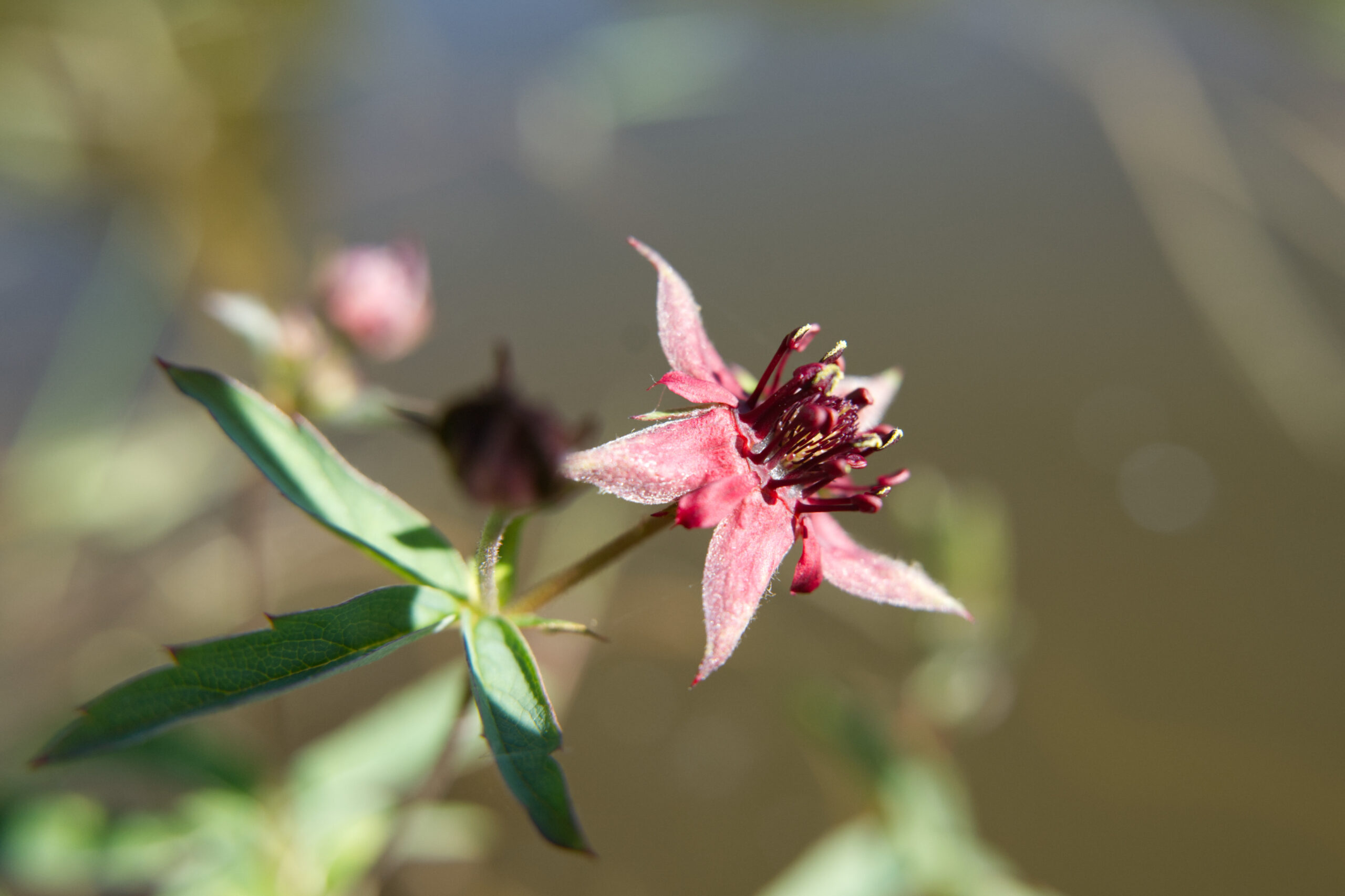 Bloemen en insecten