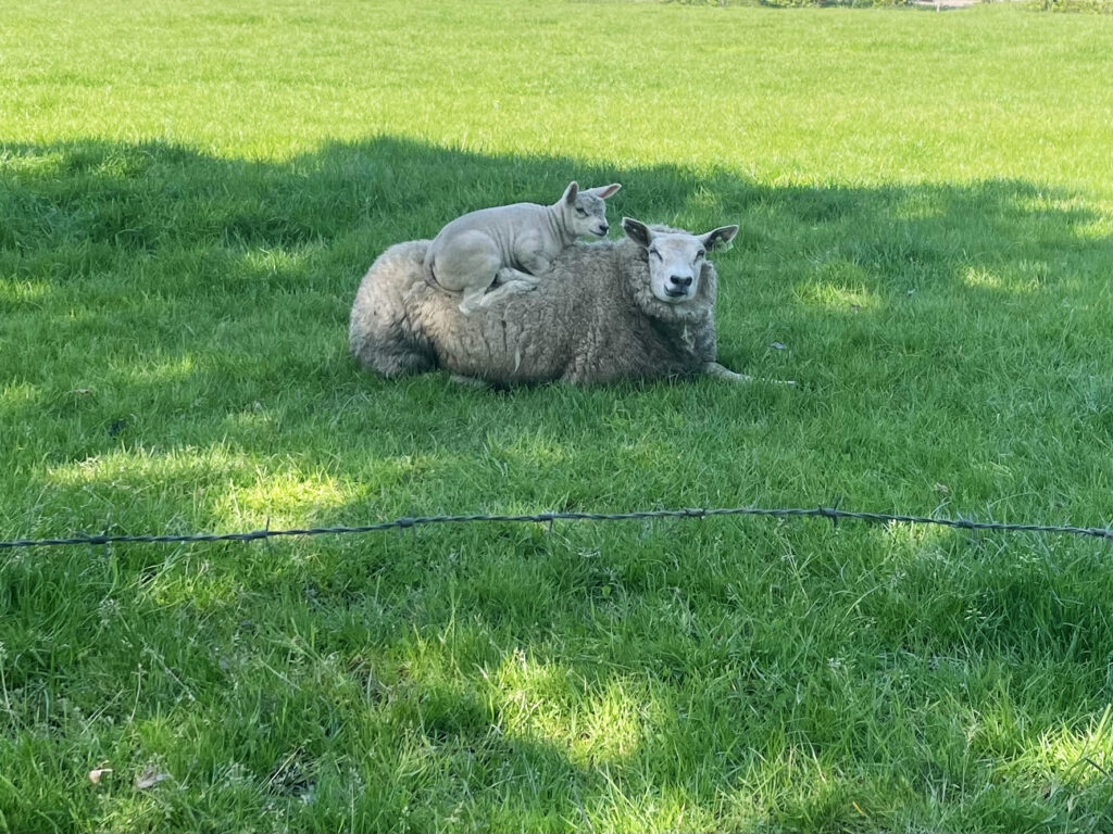 Lammetje rust op de rug van moeder