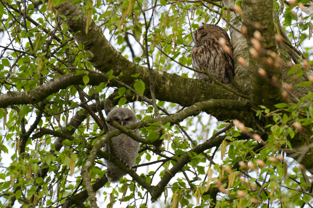 Takkeling en ouder in Berk