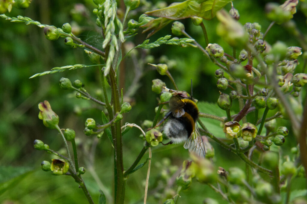 Knopig Helmkruid met Hommel