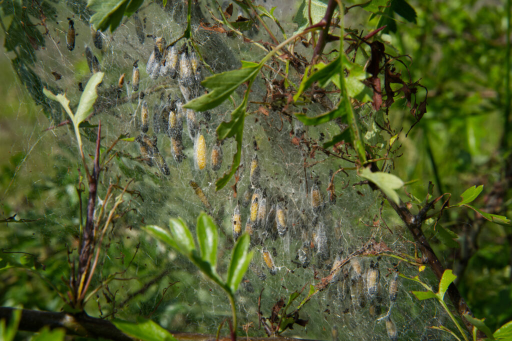 stippelmot poppen in spinselnest